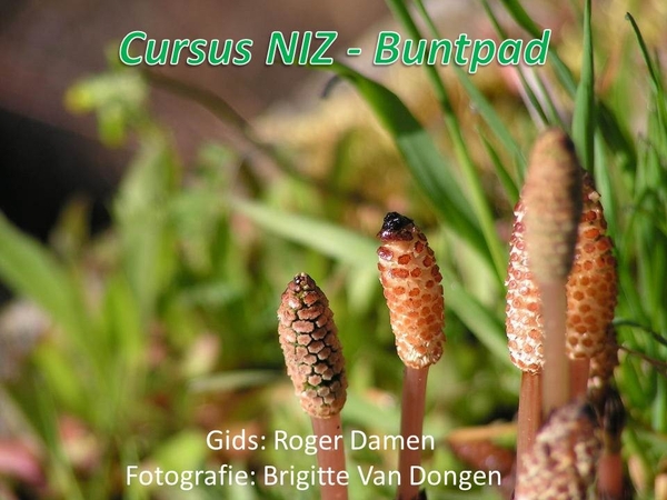 Cursus NIZ - Buntpad