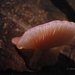Zalmzwam - Rhodotus palmatus IMG-6779