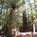1 (123)Regenwoud met 800jaar oude sequoia's en rode ceders.