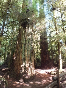 1 (123)Regenwoud met 800jaar oude sequoia's en rode ceders.