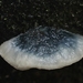 Blauwe kaaszwam - Oligoporus caesius  IMG-9789