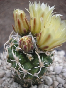 sclero.cactusfickeisenii.  2