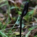 Ruige aardtong - Trichoglossum hirsutum  IMG-9693