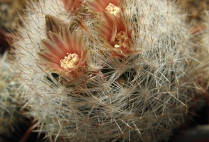 escobaria  albispina   ( zacatecast )