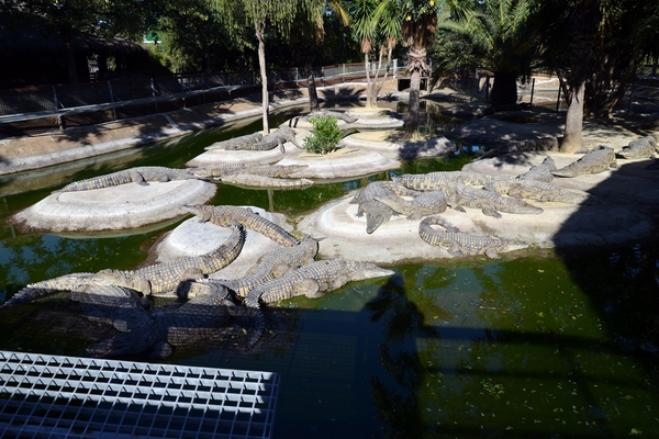 233 Torremolinos - centrum Krokodillenpark - 4.11.2013