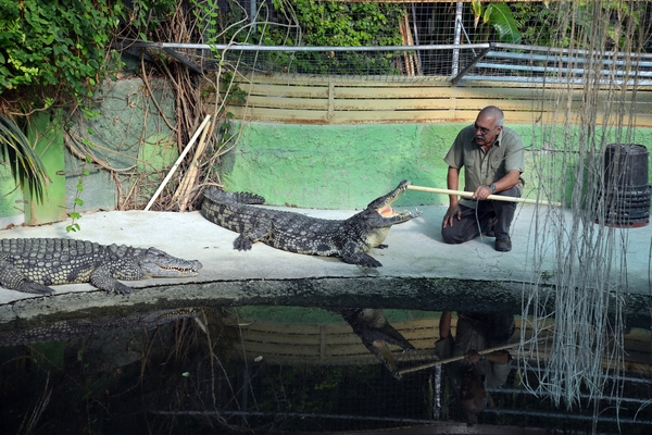 239 Torremolinos - centrum Krokodillenpark - 4.11.2013