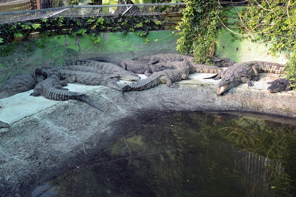 241 Torremolinos - centrum Krokodillenpark - 4.11.2013