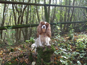 Dolly in het bos.