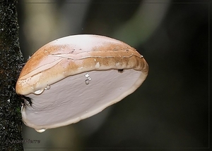 Berkenzwam - Piptoporus betulinus IMG-0828