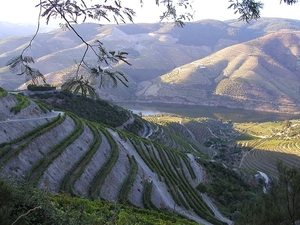 4  Porto _wijn _teelt in de Douro vallei in terrasvorm