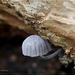 Blauwgrijze schorsmycena - Mycena pseudocorticola IMG-0451