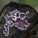 Paarse Korstzwam - Chondrostereum purpureum  IMG-0646