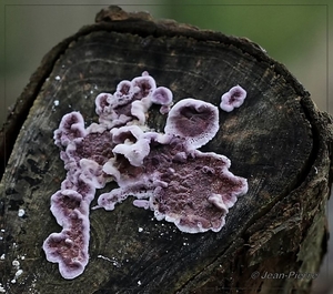 Paarse Korstzwam - Chondrostereum purpureum  IMG-0646