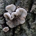Viltig Judasoor - Auricularia mesenterica IMG-0683