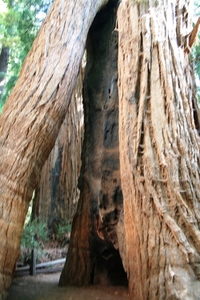 10_16_4_ Redwoods Park (28)