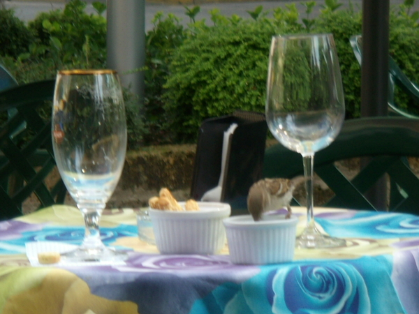 Sirmione mus eet restjes op terrastafel