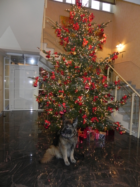 Bajka bij de kerstboom in het hotel