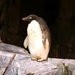 Antartica - Empire of the penguin