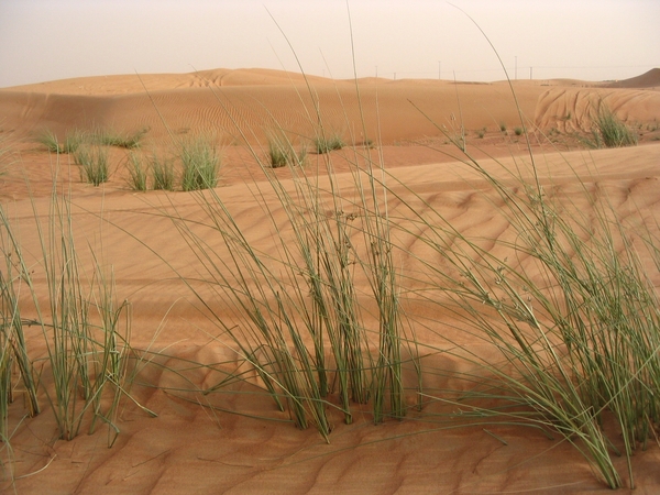 Woestijn  Abu Dhabi