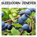 SLEEDOORN JENEVER 02