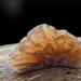 Vals Judasoor - Auriculariopsis ampla IMG-0333