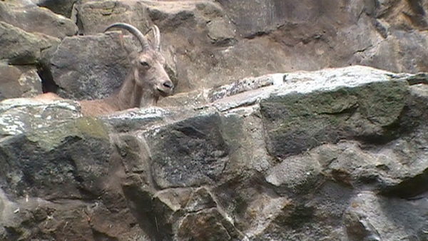 zoo berlijn