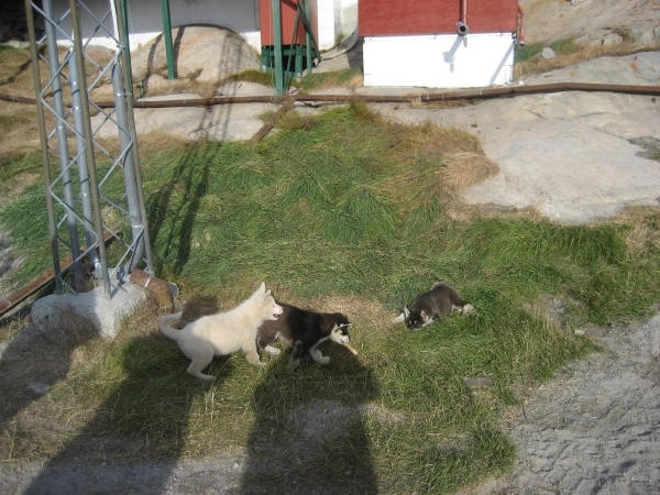 Groenland 2008 165