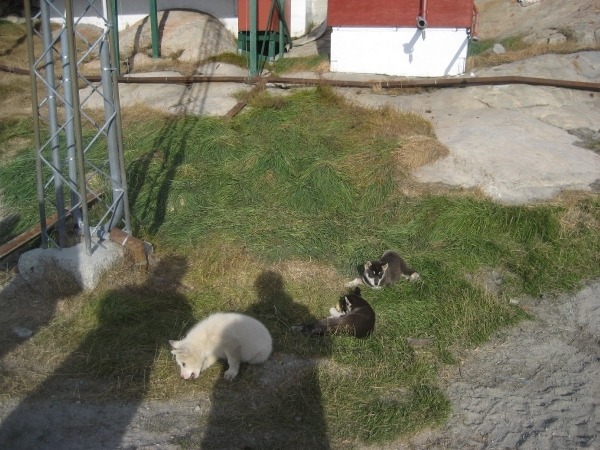 Groenland 2008 166