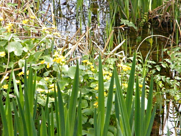 Wellemeersen Denderleeuw