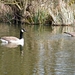 2014_03_23 Natuurwandeling Wellemeersen 011