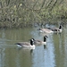 2014_03_23 Natuurwandeling Wellemeersen 013