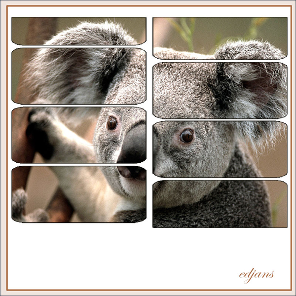 Lynne-template-nr-10-koalabeer-web