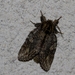 Eikentandvlinder - Peridea anceps IMG_0570