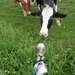 Suzy maakt kennis met mevrouw koe :)