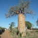 7g Ifaty omg., Reniala baobab park _P1180974