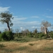 7g Ifaty omg., Reniala baobab park _P1180977