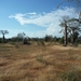 7g Ifaty omg., Reniala baobab park _P1180978