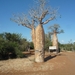 7g Ifaty omg., Reniala baobab park _P1180979