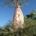 7g Ifaty omg., Reniala baobab park _P1180983