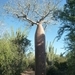 7g Ifaty omg., Reniala baobab park _P1180986