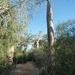 7g Ifaty omg., Reniala baobab park _P1180990