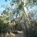 7g Ifaty omg., Reniala baobab park _P1180992