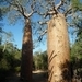 7g Ifaty omg., Reniala baobab park _P1190003