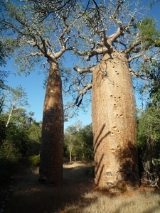 7g Ifaty omg., Reniala baobab park _P1190003
