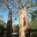 7g Ifaty omg., Reniala baobab park _P1190005