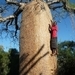 7g Ifaty omg., Reniala baobab park _P1190006