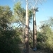 7g Ifaty omg., Reniala baobab park _P1190008