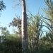 7g Ifaty omg., Reniala baobab park _P1190010