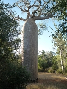 7g Ifaty omg., Reniala baobab park _P1190011