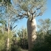 7g Ifaty omg., Reniala baobab park _P1190014